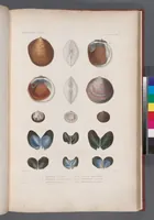 An illustration from Voyage de la corvette l'Astrolabe exécuté par ordre du roi, pendant les années 1826-1827-1828-1829, sous le commandement de M. J. Dumont d'Urville (1830)