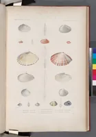 An illustration from Voyage de la corvette l'Astrolabe exécuté par ordre du roi, pendant les années 1826-1827-1828-1829, sous le commandement de M. J. Dumont d'Urville (1830)