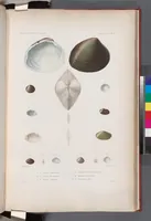 An illustration from Voyage de la corvette l'Astrolabe exécuté par ordre du roi, pendant les années 1826-1827-1828-1829, sous le commandement de M. J. Dumont d'Urville (1830)