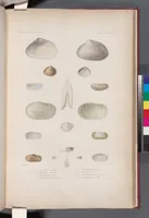 An illustration from Voyage de la corvette l'Astrolabe exécuté par ordre du roi, pendant les années 1826-1827-1828-1829, sous le commandement de M. J. Dumont d'Urville (1830)