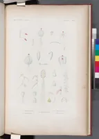 An illustration from Voyage de la corvette l'Astrolabe exécuté par ordre du roi, pendant les années 1826-1827-1828-1829, sous le commandement de M. J. Dumont d'Urville (1830)