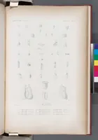 An illustration from Voyage de la corvette l'Astrolabe exécuté par ordre du roi, pendant les années 1826-1827-1828-1829, sous le commandement de M. J. Dumont d'Urville (1830)