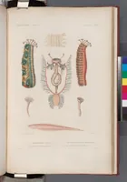 An illustration from Voyage de la corvette l'Astrolabe exécuté par ordre du roi, pendant les années 1826-1827-1828-1829, sous le commandement de M. J. Dumont d'Urville (1830)