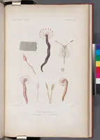 An illustration from Voyage de la corvette l'Astrolabe exécuté par ordre du roi, pendant les années 1826-1827-1828-1829, sous le commandement de M. J. Dumont d'Urville (1830)