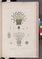 An illustration from Voyage de la corvette l'Astrolabe exécuté par ordre du roi, pendant les années 1826-1827-1828-1829, sous le commandement de M. J. Dumont d'Urville (1830)