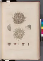 An illustration from Voyage de la corvette l'Astrolabe exécuté par ordre du roi, pendant les années 1826-1827-1828-1829, sous le commandement de M. J. Dumont d'Urville (1830)