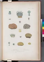 An illustration from Voyage de la corvette l'Astrolabe exécuté par ordre du roi, pendant les années 1826-1827-1828-1829, sous le commandement de M. J. Dumont d'Urville (1830)