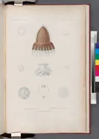 An illustration from Voyage de la corvette l'Astrolabe exécuté par ordre du roi, pendant les années 1826-1827-1828-1829, sous le commandement de M. J. Dumont d'Urville (1830)