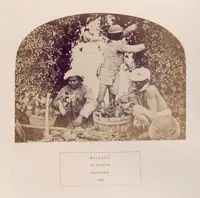 Picture 463 of 481 from The people of India : A series of photographic illustrations, with descriptive letterpress, of the races and tribes of Hindustan, originally prepared under the authority of the government of India, and reproduced (1868), leaf 467
