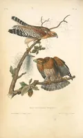 Picture 10 of 503 from The birds of America, from drawings made in the United States and their territories. By John James Audubon (1840), leaf 10
