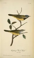 Picture 101 of 503 from The birds of America, from drawings made in the United States and their territories. By John James Audubon (1840), leaf 101