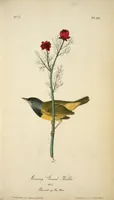 Picture 102 of 503 from The birds of America, from drawings made in the United States and their territories. By John James Audubon (1840), leaf 102