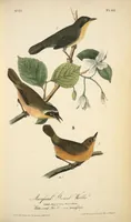 Picture 103 of 503 from The birds of America, from drawings made in the United States and their territories. By John James Audubon (1840), leaf 103