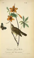 Picture 105 of 503 from The birds of America, from drawings made in the United States and their territories. By John James Audubon (1840), leaf 105