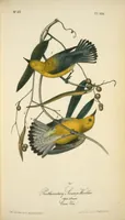 Picture 107 of 503 from The birds of America, from drawings made in the United States and their territories. By John James Audubon (1840), leaf 107