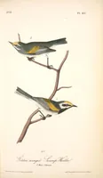 Picture 108 of 503 from The birds of America, from drawings made in the United States and their territories. By John James Audubon (1840), leaf 108