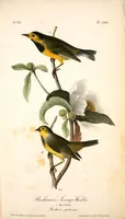 Picture 109 of 503 from The birds of America, from drawings made in the United States and their territories. By John James Audubon (1840), leaf 109
