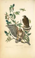Picture 11 of 503 from The birds of America, from drawings made in the United States and their territories. By John James Audubon (1840), leaf 11