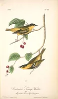 Picture 110 of 503 from The birds of America, from drawings made in the United States and their territories. By John James Audubon (1840), leaf 110