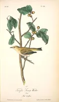 Picture 111 of 503 from The birds of America, from drawings made in the United States and their territories. By John James Audubon (1840), leaf 111