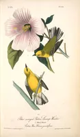Picture 112 of 503 from The birds of America, from drawings made in the United States and their territories. By John James Audubon (1840), leaf 112