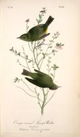 Picture 113 of 503 from The birds of America, from drawings made in the United States and their territories. By John James Audubon (1840), leaf 113