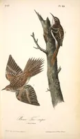 An illustration from The birds of America, from drawings made in the United States and their territories. By John James Audubon (1840)