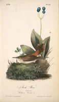Picture 117 of 503 from The birds of America, from drawings made in the United States and their territories. By John James Audubon (1840), leaf 117
