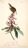 Picture 118 of 503 from The birds of America, from drawings made in the United States and their territories. By John James Audubon (1840), leaf 118