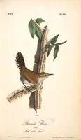 Picture 119 of 503 from The birds of America, from drawings made in the United States and their territories. By John James Audubon (1840), leaf 119