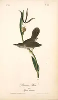 Picture 123 of 503 from The birds of America, from drawings made in the United States and their territories. By John James Audubon (1840), leaf 123