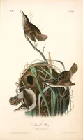 Picture 124 of 503 from The birds of America, from drawings made in the United States and their territories. By John James Audubon (1840), leaf 124