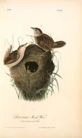 Picture 125 of 503 from The birds of America, from drawings made in the United States and their territories. By John James Audubon (1840), leaf 125