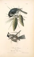Picture 126 of 503 from The birds of America, from drawings made in the United States and their territories. By John James Audubon (1840), leaf 126
