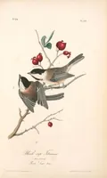 Picture 127 of 503 from The birds of America, from drawings made in the United States and their territories. By John James Audubon (1840), leaf 127