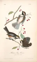 Picture 129 of 503 from The birds of America, from drawings made in the United States and their territories. By John James Audubon (1840), leaf 129