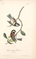 Picture 130 of 503 from The birds of America, from drawings made in the United States and their territories. By John James Audubon (1840), leaf 130