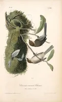 Picture 131 of 503 from The birds of America, from drawings made in the United States and their territories. By John James Audubon (1840), leaf 131