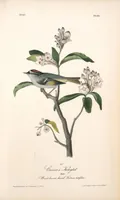 Picture 132 of 503 from The birds of America, from drawings made in the United States and their territories. By John James Audubon (1840), leaf 132