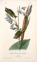 Picture 133 of 503 from The birds of America, from drawings made in the United States and their territories. By John James Audubon (1840), leaf 133