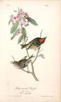 Picture 134 of 503 from The birds of America, from drawings made in the United States and their territories. By John James Audubon (1840), leaf 134