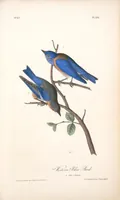 Picture 136 of 503 from The birds of America, from drawings made in the United States and their territories. By John James Audubon (1840), leaf 136
