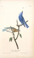 Picture 137 of 503 from The birds of America, from drawings made in the United States and their territories. By John James Audubon (1840), leaf 137
