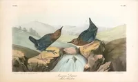 Picture 138 of 503 from The birds of America, from drawings made in the United States and their territories. By John James Audubon (1840), leaf 138
