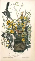 Picture 139 of 503 from The birds of America, from drawings made in the United States and their territories. By John James Audubon (1840), leaf 139