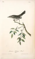 Picture 140 of 503 from The birds of America, from drawings made in the United States and their territories. By John James Audubon (1840), leaf 140