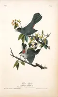 Picture 141 of 503 from The birds of America, from drawings made in the United States and their territories. By John James Audubon (1840), leaf 141