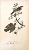 Picture 144 of 503 from The birds of America, from drawings made in the United States and their territories. By John James Audubon (1840), leaf 145