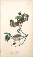 Picture 145 of 503 from The birds of America, from drawings made in the United States and their territories. By John James Audubon (1840), leaf 146