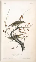 Picture 147 of 503 from The birds of America, from drawings made in the United States and their territories. By John James Audubon (1840), leaf 148